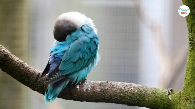 疲れている鳥の眠り方