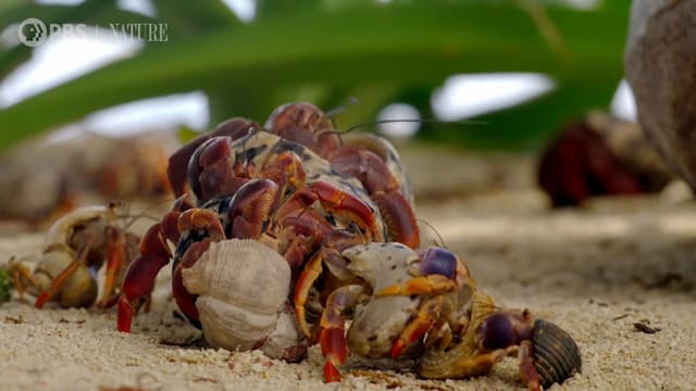 体の大きい順に並ぶヤドカリ