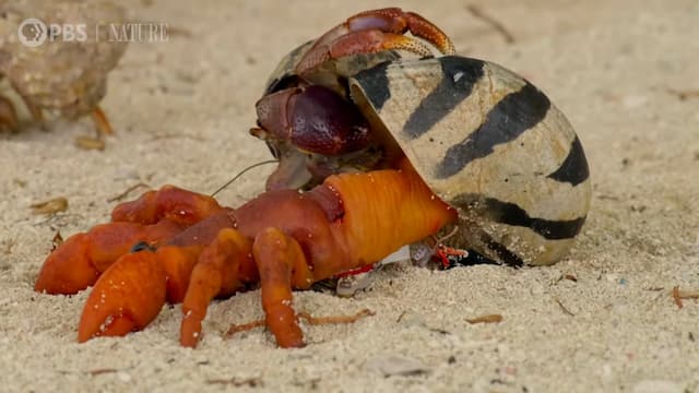 ヤドカリの家探し