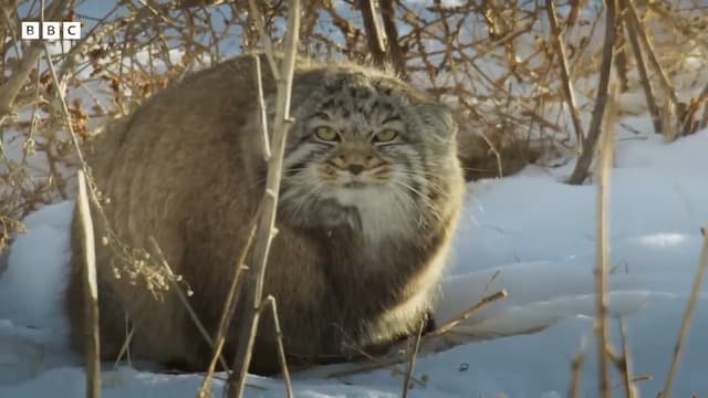 極寒の地に生きるマヌルネコ