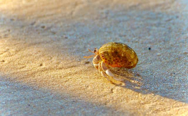 ヤドカリの家交換