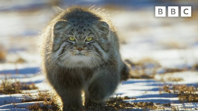 ずんぐりむっくりマヌルネコの狩り