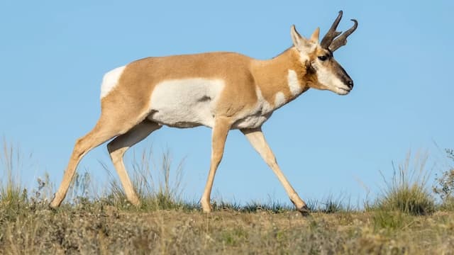 地上2番目に早い動物