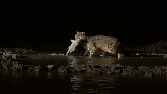 スナドリネコは魚を捕まえる