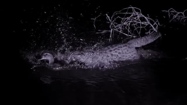 スナドリネコの水鳥の狩り