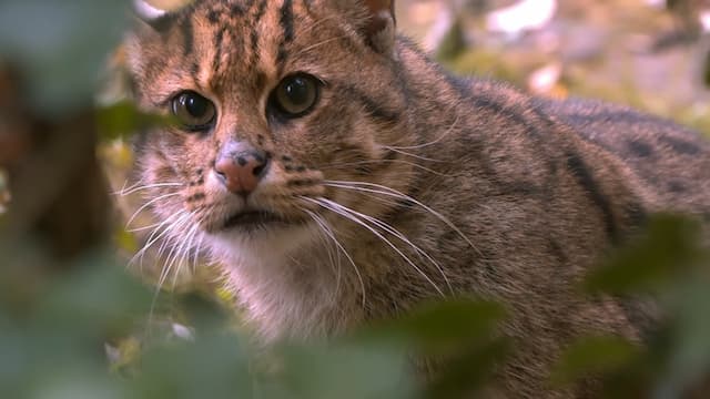 絶滅の危機に瀕している猫