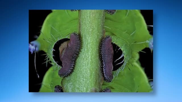 イモムシの這い方