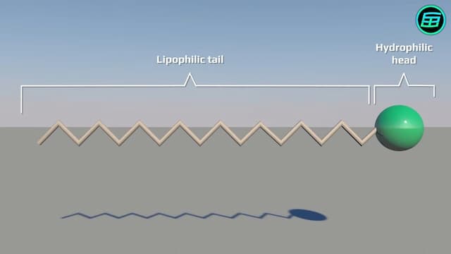 固形石鹸の分子の尾と頭の2構造