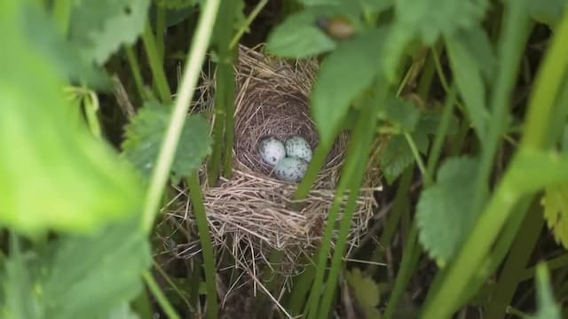 カッコウの卵