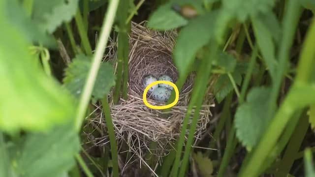 カッコウの托卵