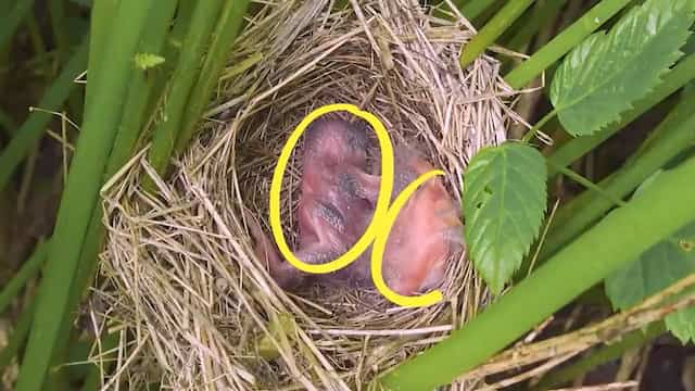 カッコウの托卵　ヒナの様子