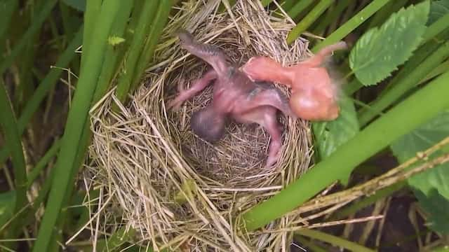 カッコウのヒナが他のヒナを落とす様子