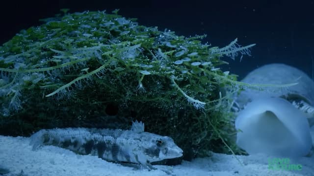 アンボイナガイの捕食①