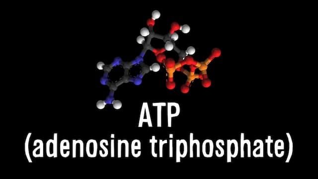 atp