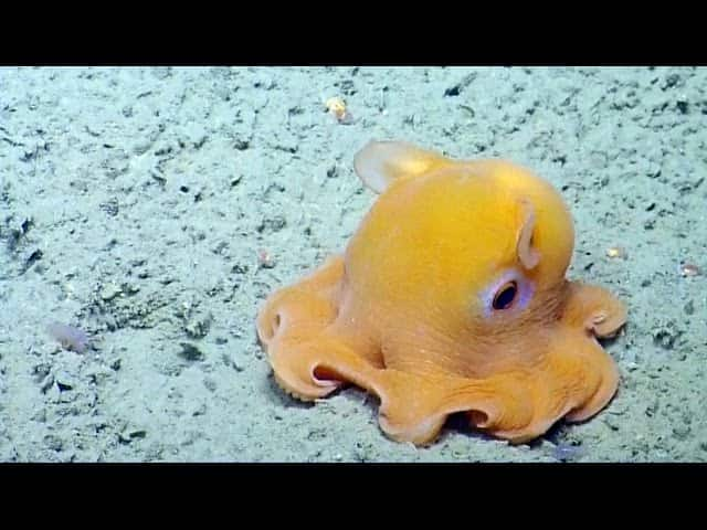 Flapjack Octopus