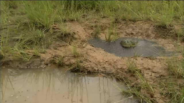 アフリカウシガエルの産卵