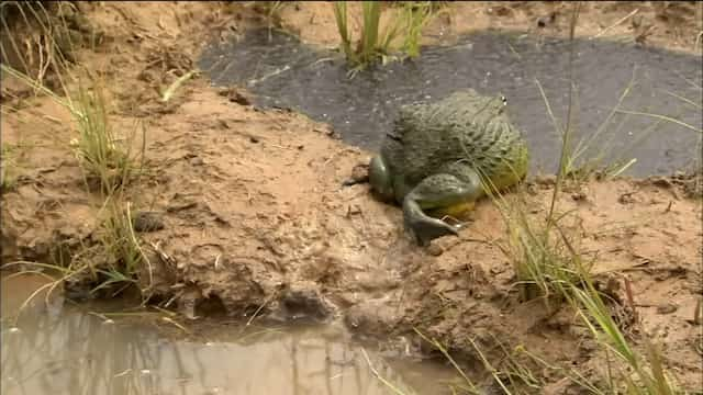 水路を引くアフリカウシガエル