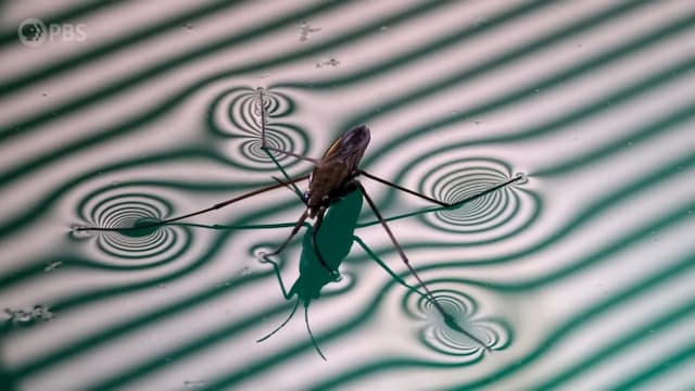 アメンボの撥水性