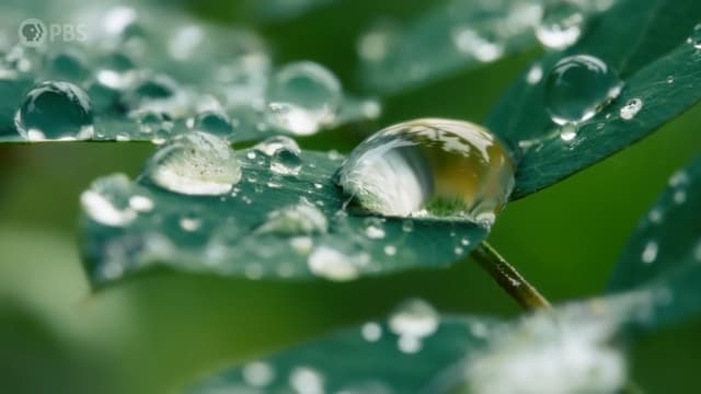 植物の撥水性