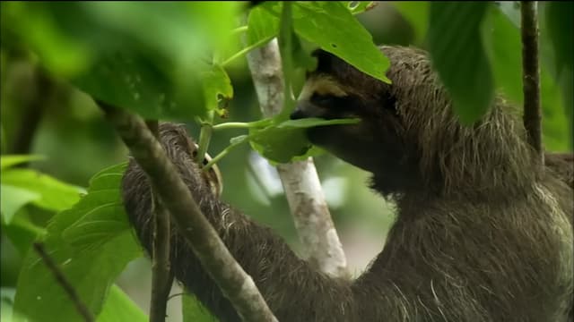 なまけものの食事