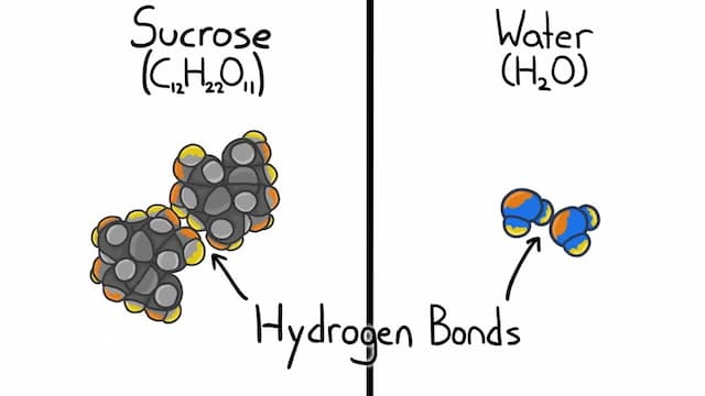 水と砂糖の分子