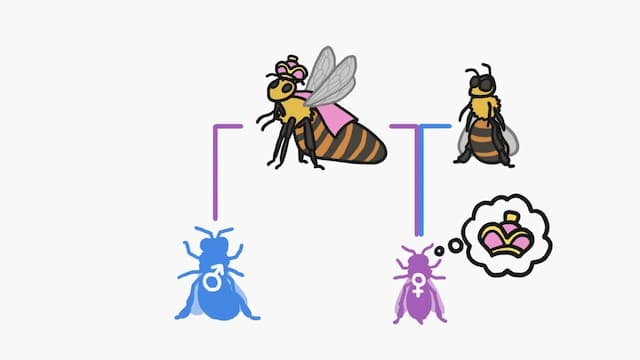 無精卵からなるオスのハチ、受精卵からなるメス