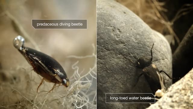 水中での昆虫の呼吸方法