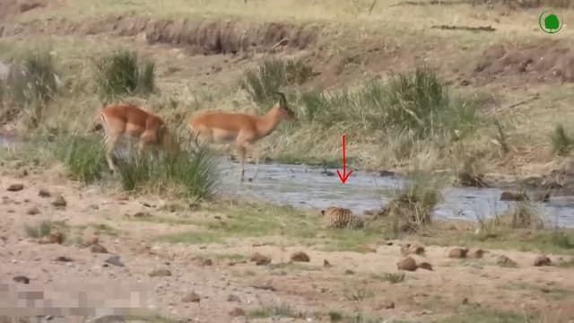 獲物に気付かれることなく近づくヒョウ