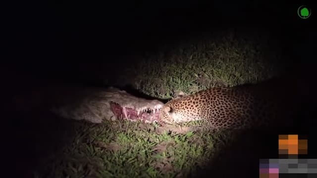 ワニから獲物を横取りするヒョウ