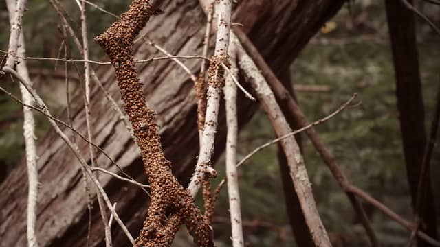 サカハチテントウの大集合