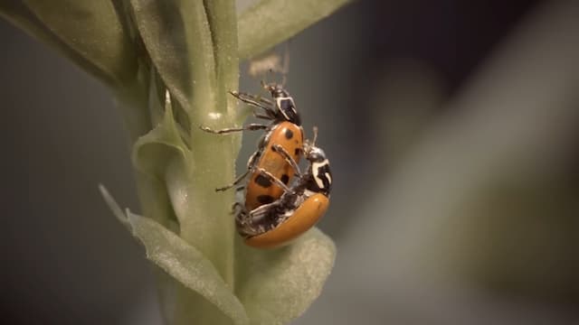 テントウムシの交尾の季節