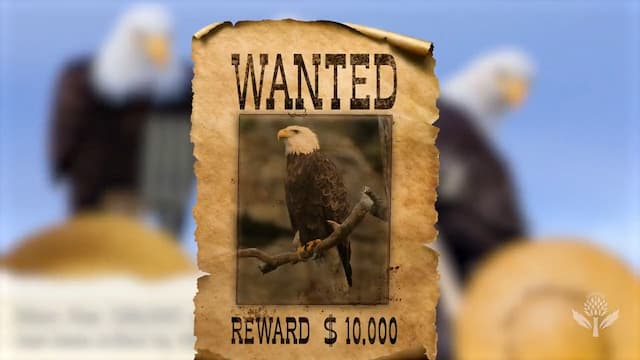 ハクトウワシに賞金までかけられる