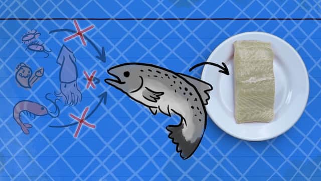エサによる身の色の違い