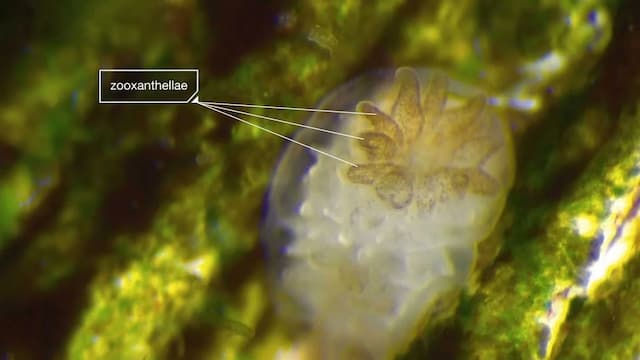 褐虫藻（Zooxanthellae）