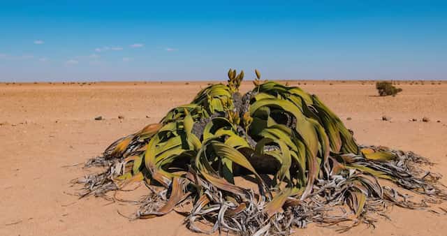 Welwitschia