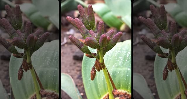 発芽に必要な条件