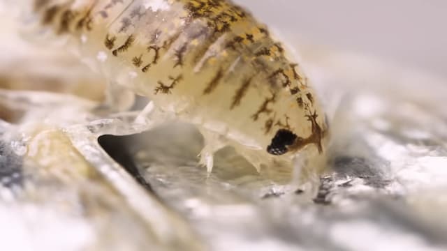 ヒメスナホリムシってどんな生き物？