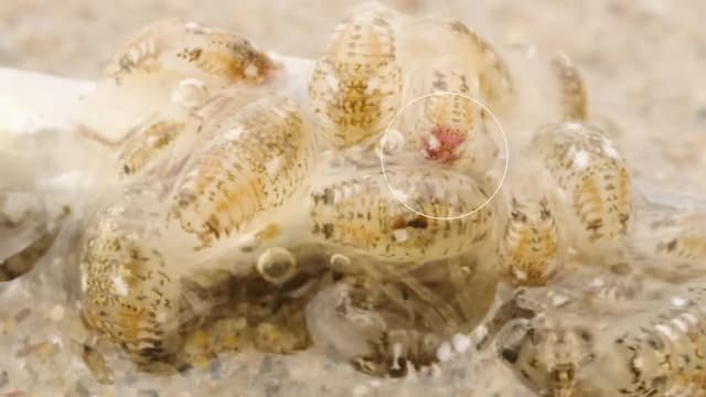 食後のヒメスナホリムシ