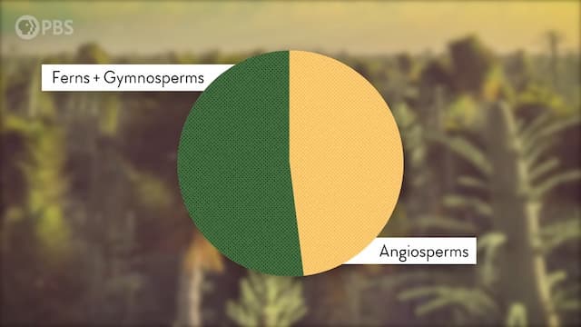 衝突前の植物比