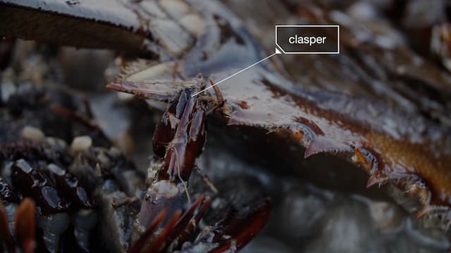 カブトガニの足