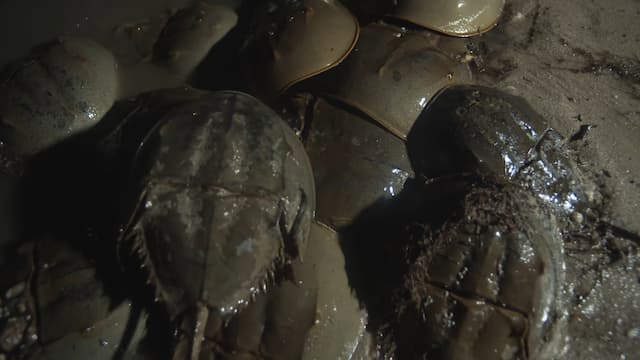 メスに群がるオス