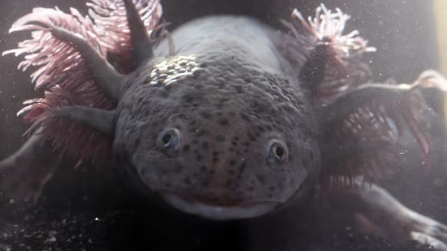 ウーパールーパーの生態