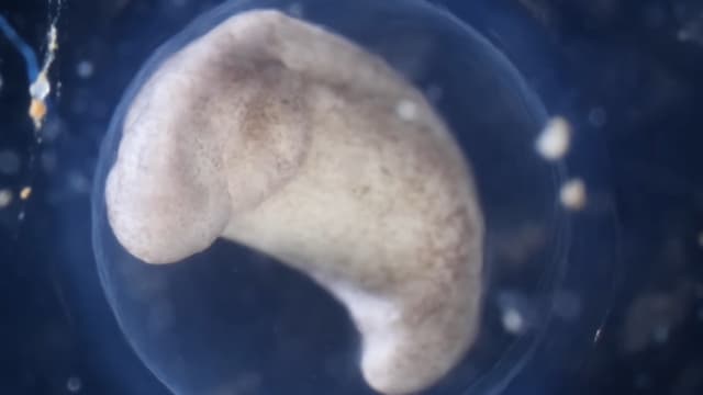 ウーパールーパーの孵化