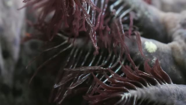 ウーパールーパーのえらの様子