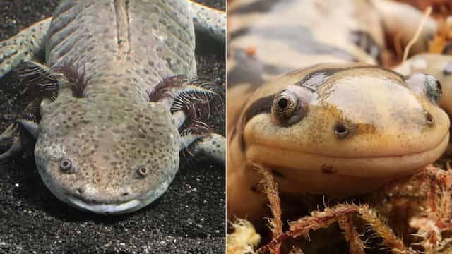 ウーパールーパーとサンショウウオの違い