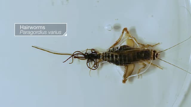 コオロギに寄生する線虫