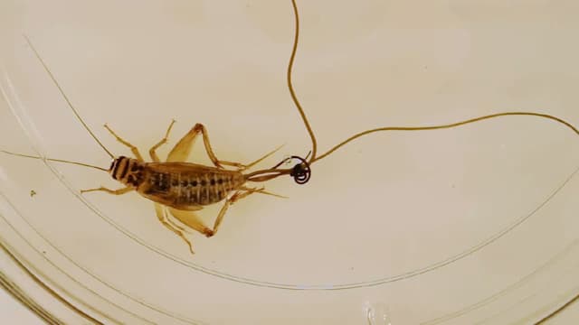 コオロギから飛び出す線虫
