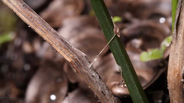 チャイダイゴケの菌糸
