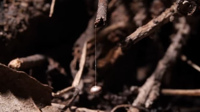 パワフルな菌糸