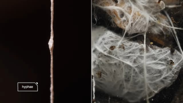 何千もの菌糸からなる構造